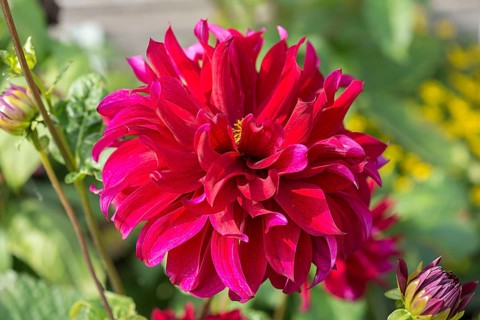 Red dahlia