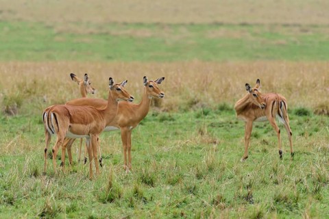 Black heeled antelope