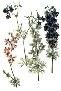 Botany