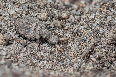 European ant lion