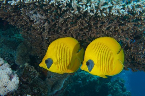 A pair of bluecheek butterflyfish