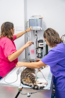 Veterinary clinic