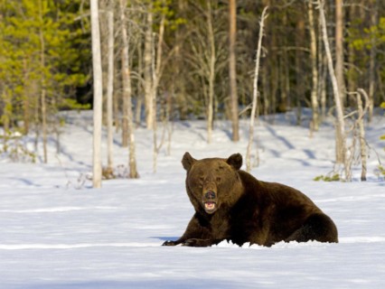 European brown bear