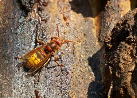 European hornet