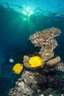 Pair of bluecheek butterflyfish