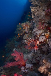 Radial firefish