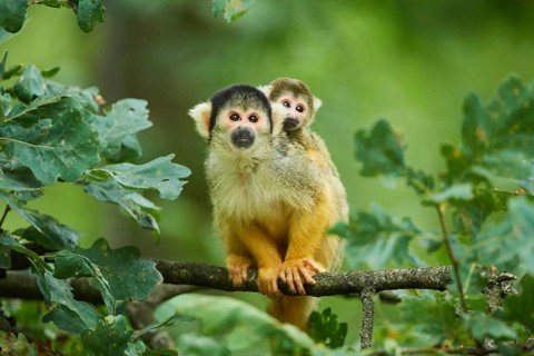 Common squirrel monkey