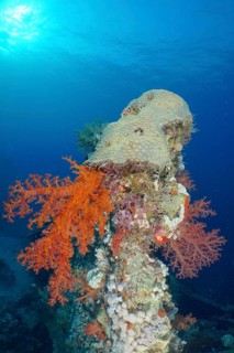 Hemprich's tree coral