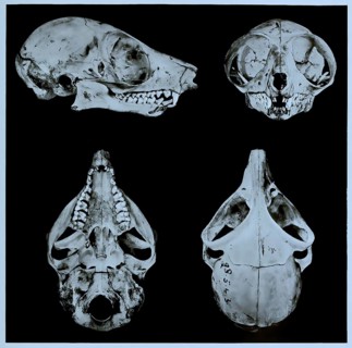 Skull bone