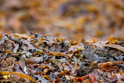 Dunlin