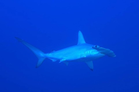 Scalloped hammerhead