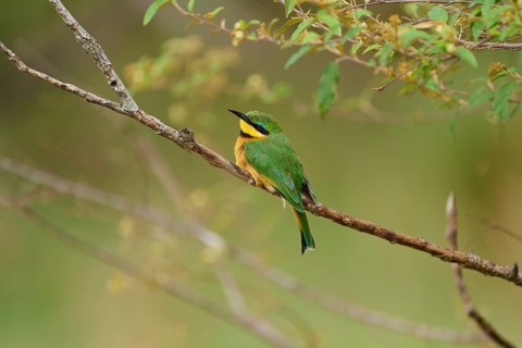Little bee-eater