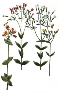 Botany