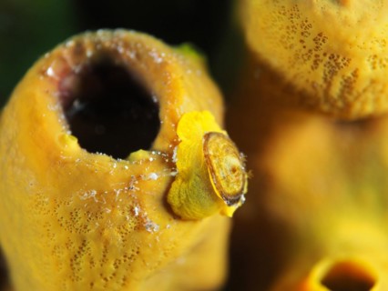 Gold sponge snail