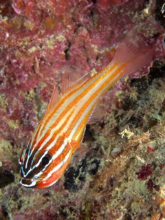 Golden-striped cardinalfish