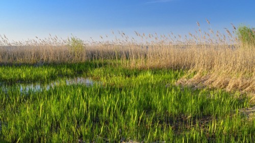 Reed on the shore of Lake Duemmer