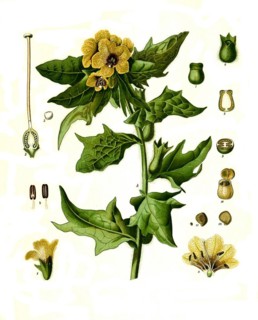 Medicinal plant