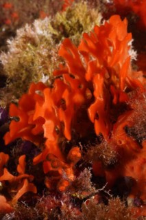 Orange spiny sponge