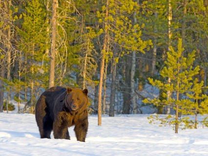 European brown bear