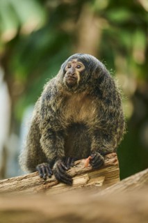 White-faced saki