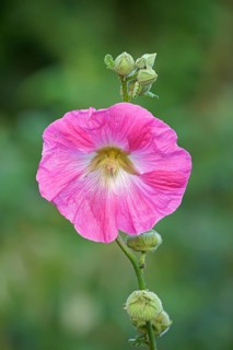 Flowering common hollyhock