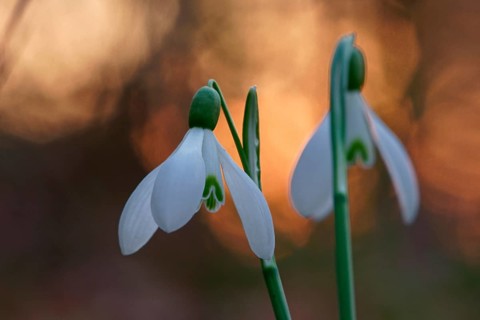 Common snowdrop