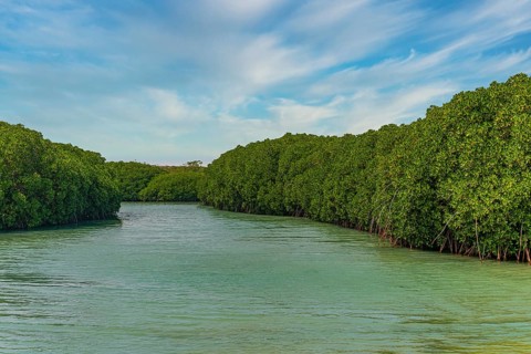 Mangrove forest