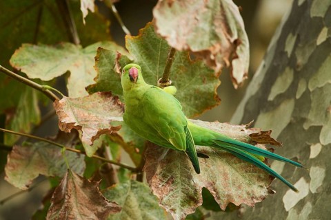 Monk parakeet