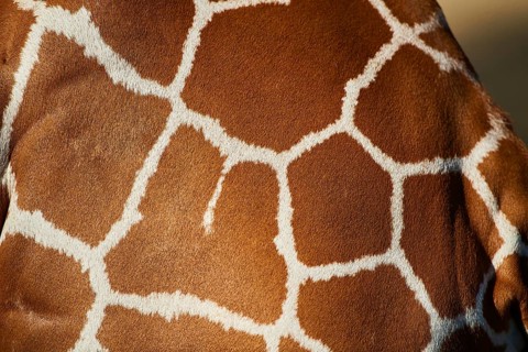 Close-up of the animal fur of a Reticulated giraffe