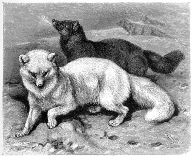 Arctic fox