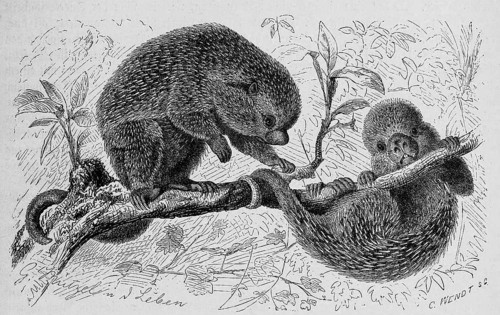 Brazilian porcupine