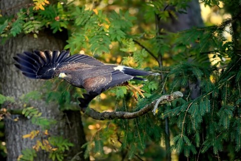 Harris's hawk
