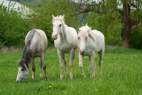 Horses