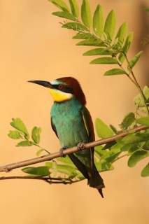 European bee-eater