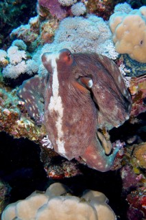Large blue octopus