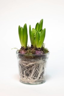 Garden hyacinth
