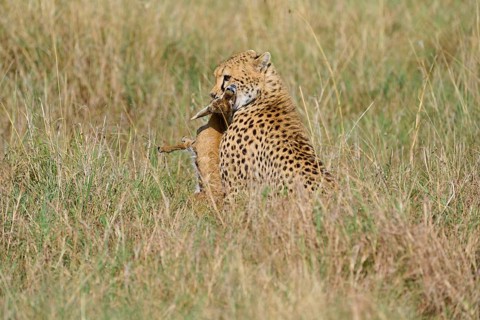 Cheetah