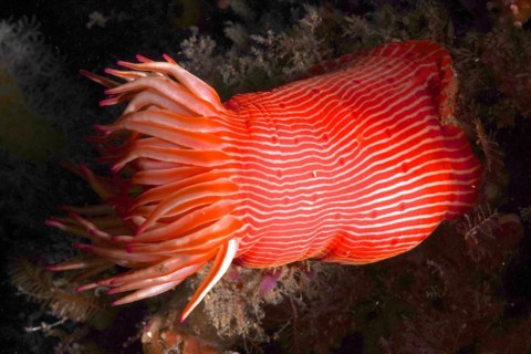 Candy Cane Anemone