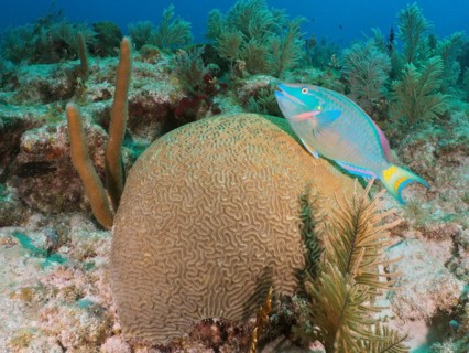 Stoplight parrotfish