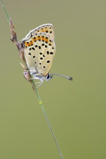 Sooty copper