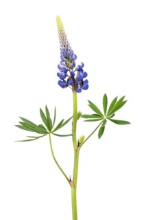 Lupin