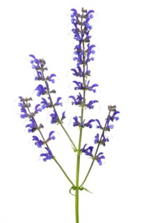 Meadow clary