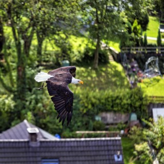 Bald eagle