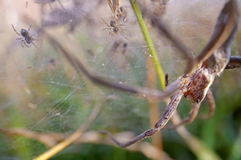 Nursery web spider