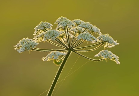 Meadow hogweed