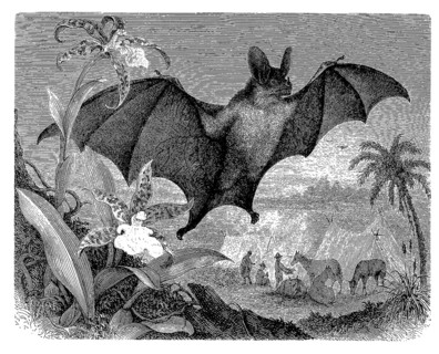 Spectral bat