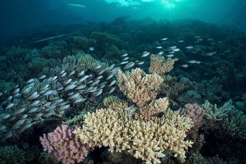 A large school of miry's damselfish