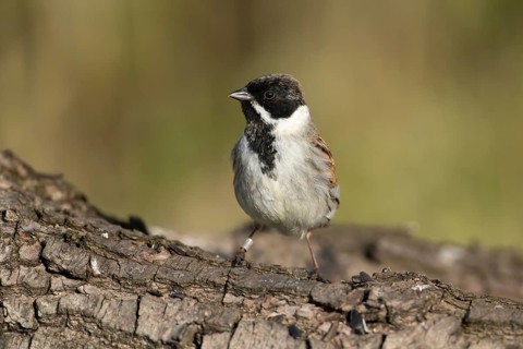 Reed bunting