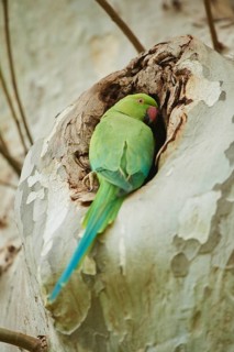 Monk parakeet