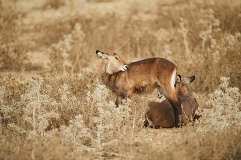 Waterbuck